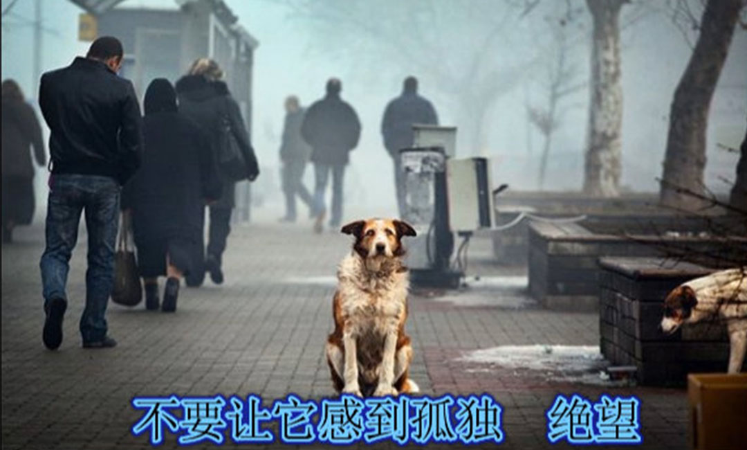 江律江律爱影圈微博微信转发案例